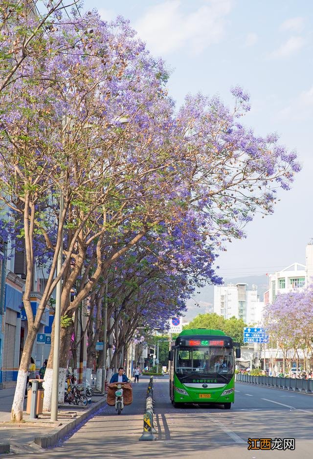 花开成海！四川这个地方即将成为zui浪漫的城市！