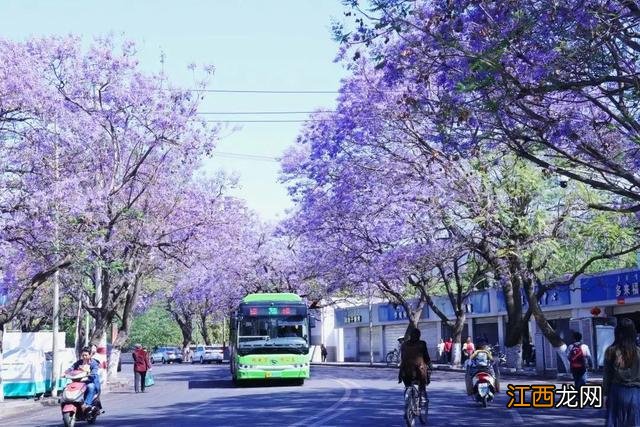 花开成海！四川这个地方即将成为zui浪漫的城市！