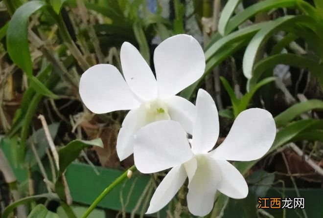 斯里兰卡:眼泪与笑容并存的国度,如何吸引众多游客