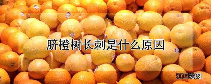 脐橙树长刺是什么原因