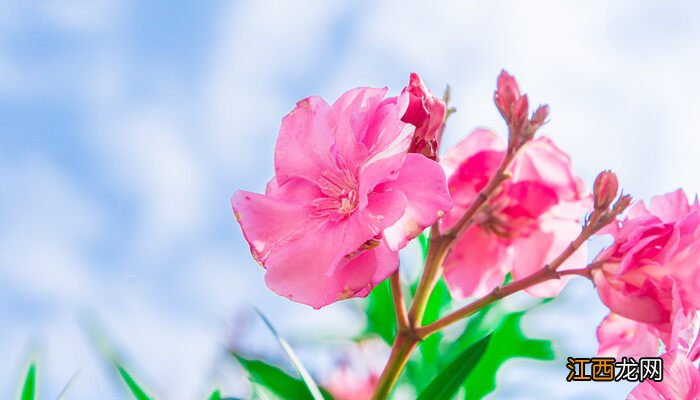 夹竹桃图片大全大图唯美 夹竹桃图片