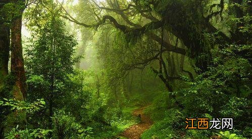 亚马孙丛林深处，藏着一座不通公路的城市，全城被热带雨林包围