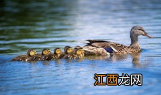 怎么养鸭子 如何养鸭