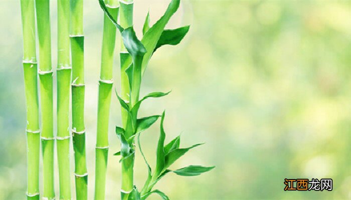 富贵竹图片大全大图片 富贵竹图片