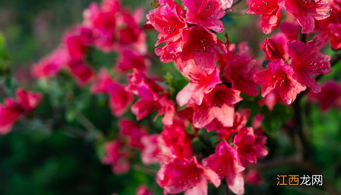 杜鹃花盆景图片大全 杜鹃花盆景图片