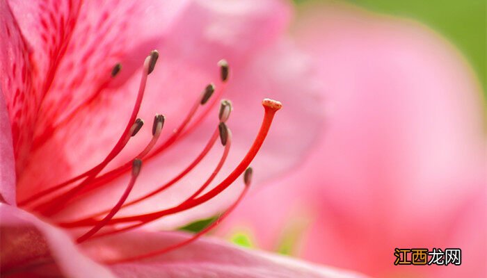 杜鹃花盆景图片大全 杜鹃花盆景图片