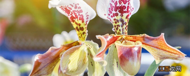 兰花精美图片欣赏大全 兰花精美图片欣赏