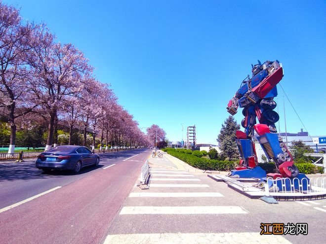 北京绝美的紫色泡桐花隧道，浪漫清香免费看，开往春天的地铁直达