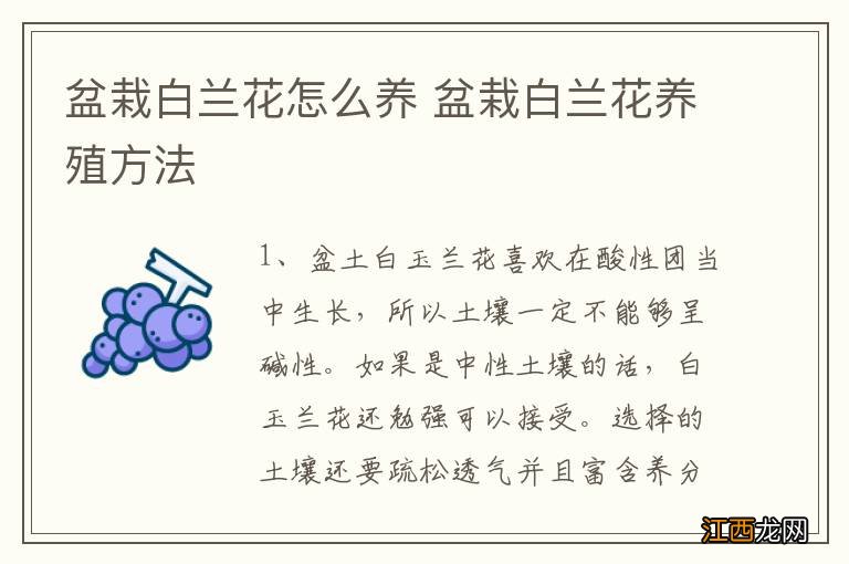 盆栽白兰花怎么养 盆栽白兰花养殖方法