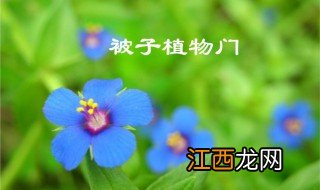 什么是被子植物 被子植物是什么