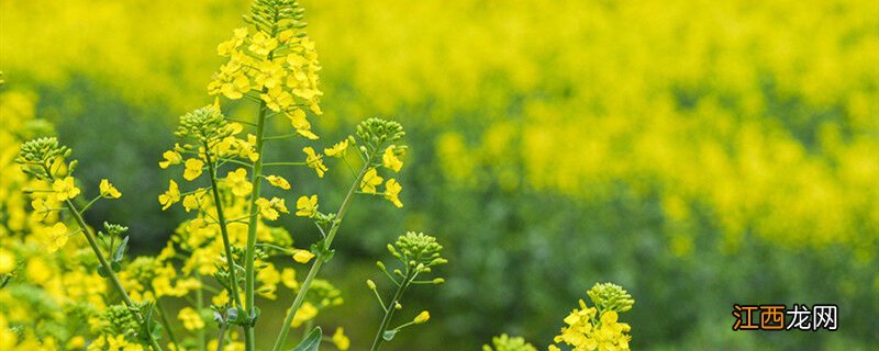 几月份种油菜才是最佳时间 油菜最佳种植时间