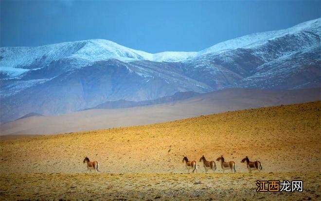 青甘旅游领队西宁小驴|年年火爆出圈的青甘线,到底怎么玩?
