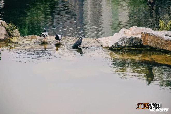 蛇口，山海与烟火