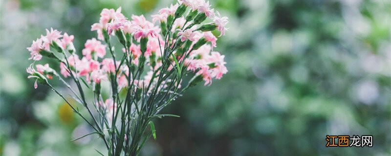 教师节送花送什么花好 教师节送花送什么花