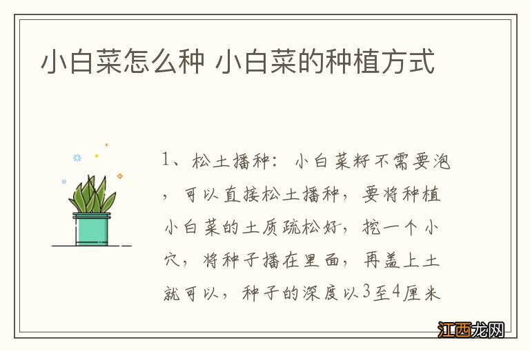 小白菜怎么种 小白菜的种植方式