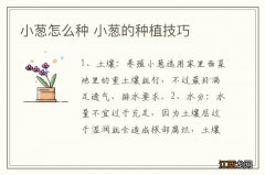 小葱怎么种 小葱的种植技巧