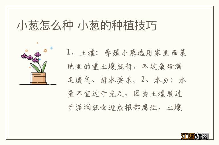 小葱怎么种 小葱的种植技巧