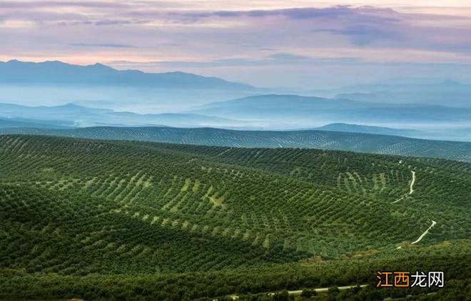 春天来了，西班牙鲜花盛开，好美啊