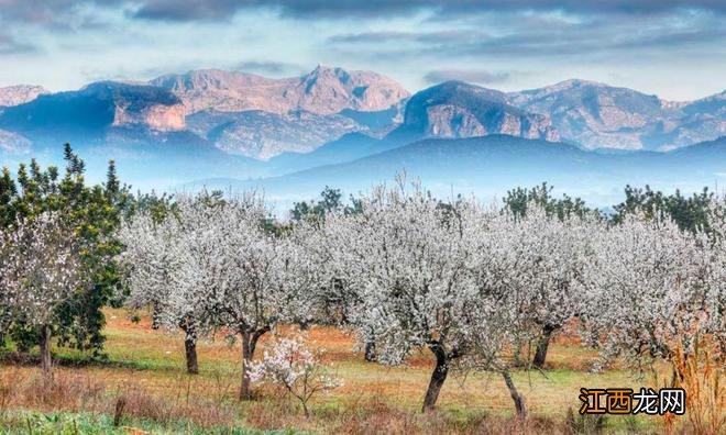 春天来了，西班牙鲜花盛开，好美啊