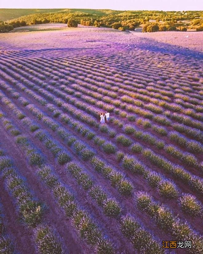 春天来了，西班牙鲜花盛开，好美啊