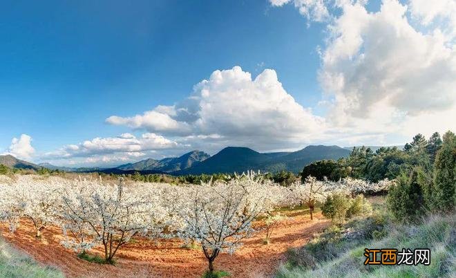 春天来了，西班牙鲜花盛开，好美啊