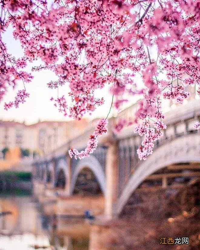 春天来了，西班牙鲜花盛开，好美啊