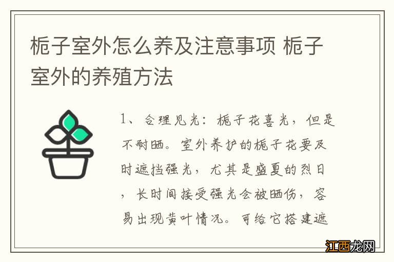 栀子室外怎么养及注意事项 栀子室外的养殖方法