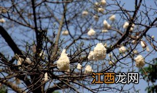 木棉花会结出棉花吗? 木棉花会结出什么呢