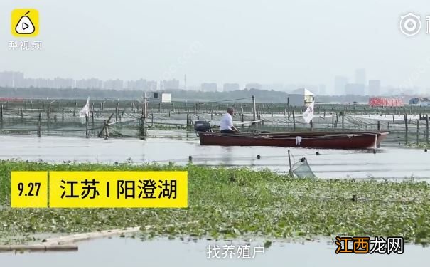 去阳澄湖吃正宗大闸蟹？当地人：正宗的你肯定买不到