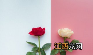 怎么养玫瑰 玫瑰的养殖方法