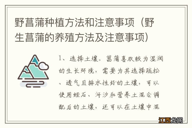 野生菖蒲的养殖方法及注意事项 野菖蒲种植方法和注意事项