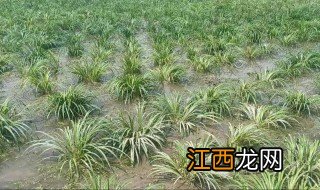 野生菖蒲的养殖方法及注意事项 野菖蒲种植方法和注意事项