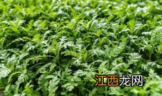 筒蒿种植方法和注意事项，筒蒿种植方法和注意事项图片