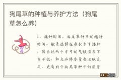 狗尾草怎么养 狗尾草的种植与养护方法