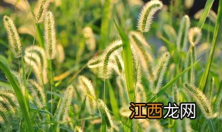 狗尾草怎么养 狗尾草的种植与养护方法