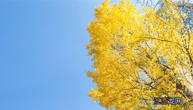 银杏树的特点和外貌描写 银杏树的特点有哪些