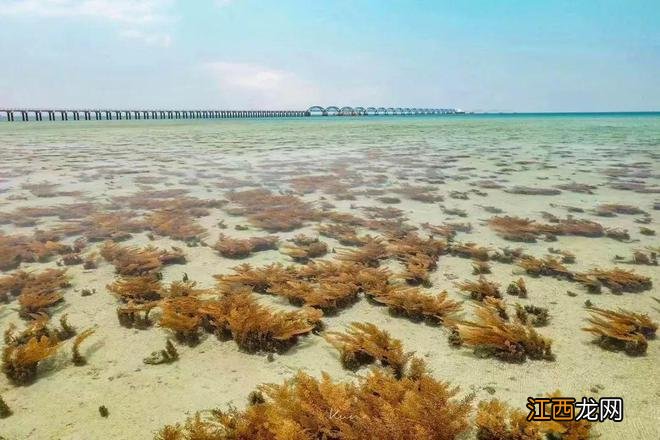 这个夏天，总要来趟涠洲岛吧