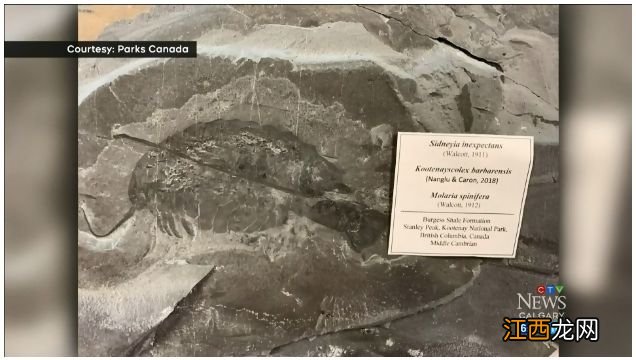加拿大男子把国家公园的化石偷回家被罚$2w！最高罚$10w