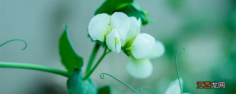 豌豆花的花语是什么意思 豌豆花的花语是什么