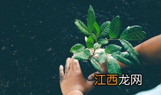 生根粉泡24小时会死吗 生根粉泡24小时植物会怎么样