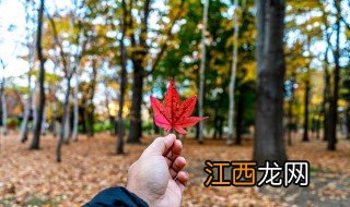 枫树会开花吗 枫树的花期和介绍