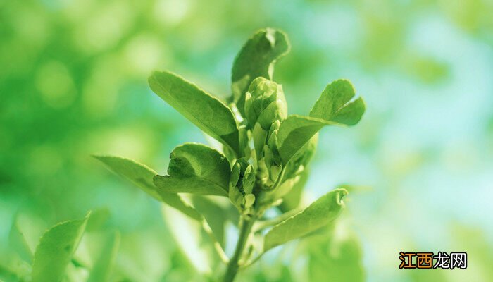 冬青树图片功效与作用 冬青树图片