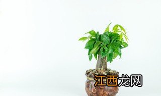 怎么种盆栽 怎么种植盆栽