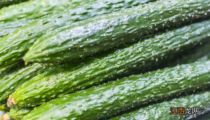 黄瓜种植技术与管理方法 黄瓜种植技术