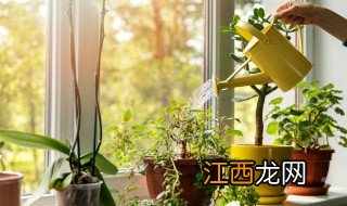 室内大型植物有哪些好养 室内大型植物有哪些