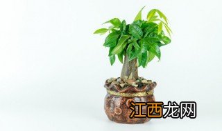 家里放什么植物旺财 家里放什么植物旺财旺桃花