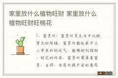 家里放什么植物旺财 家里放什么植物旺财旺桃花