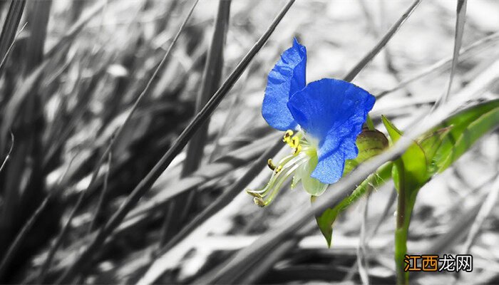 蓝雀花的养殖方法视频 蓝雀花的养殖方法