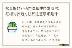 松红梅的养殖方法和注意事项 松红梅的养殖方法和注意事项是什么