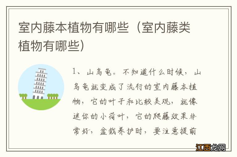 室内藤类植物有哪些 室内藤本植物有哪些